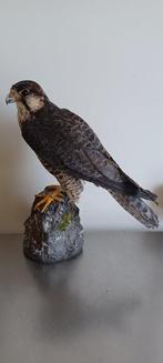 Lanner Falcon Taxidermie volledige montage - Falco biarmicus, Nieuw