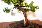 Jeneverbes bonsai (Juniperus) - Hoogte (boom): 44 cm -