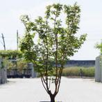 Japanse esdoorn - Acer palmatum - Hoogte: 150-175 cm, Tuin en Terras, Planten | Bomen, Ophalen of Verzenden