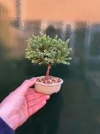Jeneverbes bonsai (Juniperus) - Hoogte (boom): 13 cm -