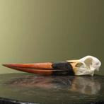 Zadelbekooievaar Schedel Taxidermie Opgezette Dieren By Max, Verzamelen, Dierenverzamelingen, Ophalen of Verzenden, Nieuw, Vogel
