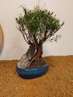 syzygium - Hoogte (boom): 32 cm - Diepte (boom): 17 cm -