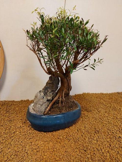 syzygium - Hoogte (boom): 32 cm - Diepte (boom): 17 cm -, Antiek en Kunst, Curiosa en Brocante
