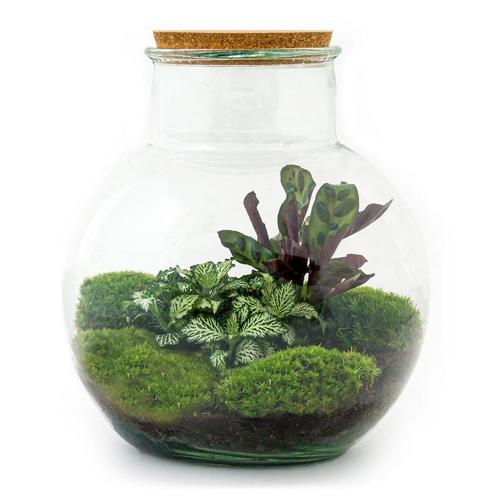 DIY terrarium - Teddy -  26,5 cm - Normal, Huis en Inrichting, Kamerplanten, Verzenden