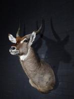 Waterbok Taxidermie wandmontage - Kobus ellipsiprymnus - 55, Nieuw