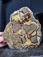 XXL Septaria, Septarie sculpture - Hoogte: 195 mm - Breedte:, Verzamelen, Mineralen en Fossielen