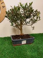 Olijf bonsai (Olea europaea) - Hoogte (boom): 34 cm - Diepte