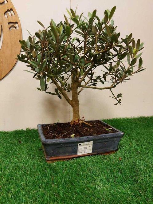 Olijf bonsai (Olea europaea) - Hoogte (boom): 34 cm - Diepte, Antiek en Kunst, Curiosa en Brocante