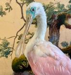 Roseate Spoonbill Taxidermie volledige montage - Platalea, Verzamelen, Dierenverzamelingen, Nieuw