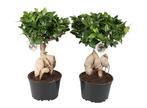 Set van 2 Ficus Ginseng Bonsai boompjes, Tuin en Terras, Planten | Bomen, Verzenden