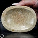 Zeer zeldzame fossiele koraalschelp uit Australië- 238.17 g, Verzamelen, Mineralen en Fossielen