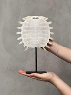 Geen reserveprijs - Chinese softshellschildpad carapax op