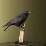 Kraai Taxidermie Opgezette Dieren By Max, Verzamelen, Ophalen of Verzenden, Nieuw, Vogel, Opgezet dier