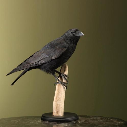 Kraai Taxidermie Opgezette Dieren By Max, Verzamelen, Dierenverzamelingen, Opgezet dier, Nieuw, Vogel, Ophalen of Verzenden