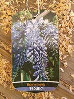 Wisteria bonsai - Hoogte (boom): 50 cm - Diepte (boom): 50