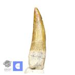 Fossiele tand - Nicely Preserved Large Suchomimus tenerensis, Verzamelen