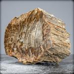 Natuurlijke handgepolijste plak Versteend hout- 1713.77 g