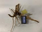 Driftwood Selected DW23 - 40x40x20cm (Small drift wood), Dieren en Toebehoren, Vissen | Aquaria en Toebehoren, Ophalen of Verzenden