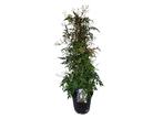 Jasmijn Jasminum Polyanthum Piramide, Huis en Inrichting, Kamerplanten, Verzenden