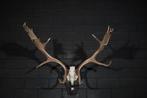 Fallow Buck Trophy Schedel - Dama dama - 50 cm - 60 cm - 70, Verzamelen, Dierenverzamelingen, Nieuw