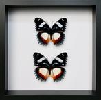 Vlinder Taxidermie volledige montage - Hypolimnas dexithea -, Nieuw