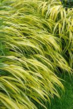 Hakonegras Hakonechloa macra Aureola Pot, Tuin en Terras, Planten | Tuinplanten