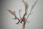Fallow Buck Trophy Schedel - Dama dama - 40 cm - 64 cm - 60, Nieuw