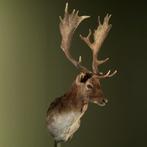 Damhert Taxidermie Opgezette Dieren By Max, Verzamelen, Dierenverzamelingen, Ophalen of Verzenden, Nieuw, Wild dier, Opgezet dier