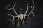 Reindeer Shed Antlers - Norway Schedel met gewei - Rangifer, Nieuw