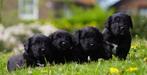 Friese Stabij x Golden Retriever pups (vader met stamboom), Dieren en Toebehoren, Honden | Retrievers, Spaniëls en Waterhonden