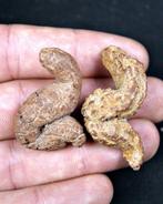 Verse dinosauruspoep - Gefossiliseerd dier - Coprolito