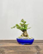 Dwergmispel bonsai - Hoogte (boom): 18 cm - Diepte (boom):