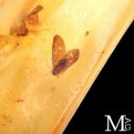 Monster van copal - natuurlijk - jonge amber. Madagascar
