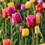 20x Tulpenbollen Mix – Kleurrijke Tulpenmix, Verzenden