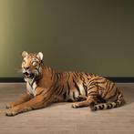 Tijger Taxidermie volledige montage - Panthera tigris - 77, Nieuw