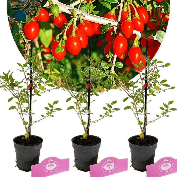 Lycium chinense Gojibes + Pot 9cm 3 stuks, Tuin en Terras, Planten | Fruitbomen, Halfschaduw, Verzenden