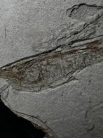 Trompetvis sp. CENTRISCUS STRIGATUS - Fossiel skelet -, Verzamelen