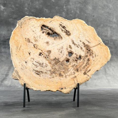C- Groot stuk versteend hout op een aangepaste standaard -, Antiek en Kunst, Kunst | Designobjecten