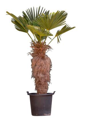 Wagner palm Trachycarpus wagnerianus h 150 cm st. h 90 cm