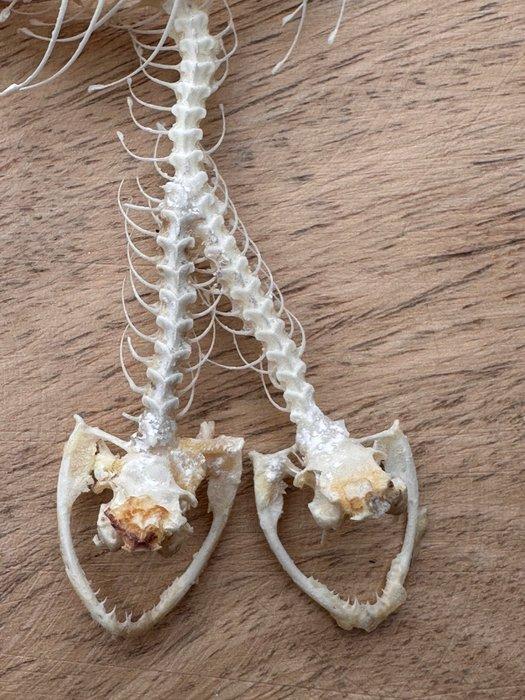 Slang Taxidermie volledige montage - Trimeresurus albolabris, Antiek en Kunst, Curiosa en Brocante