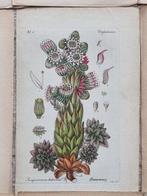 Diedrich Franz Leonhard von Schlechtendal (1794 / 1866) -