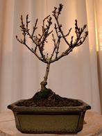Forsythia bonsai in bonsaischaal - Hoogte (boom): 19 cm -