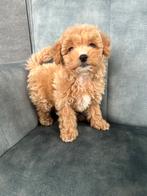 Schattige MALTIPOO pups , maltezer x toy poedel, Dieren en Toebehoren, Honden | Chihuahua's en Gezelschapshonden, Parvo, Overige rassen