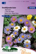 Overblijvende Aster Alpenaster Bloemen Zaden voor de Tuin:, Tuin en Terras, Bloembollen en Zaden, Verzenden