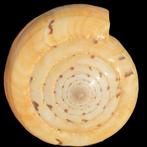 Oceaanspiraal - Zeeschelp - Conus Betulinus XL -  118×76×70, Nieuw