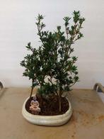Boeddha-den bonsai (Podocarpus macrophyllus) - Hoogte
