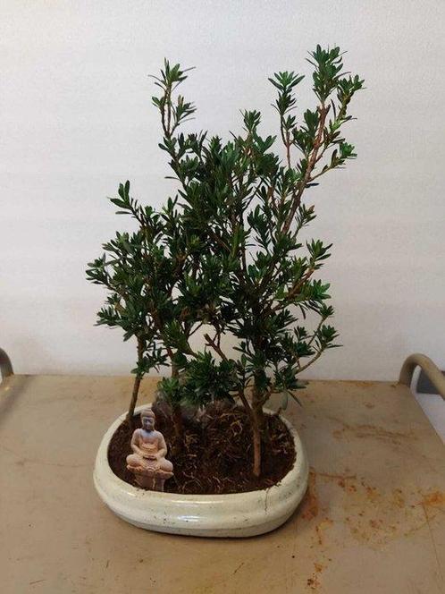 Boeddha-den bonsai (Podocarpus macrophyllus) - Hoogte, Antiek en Kunst, Curiosa en Brocante