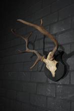 abnormal fallow deer Trophy Schedel - Dama Dama - 40 cm - 40, Nieuw