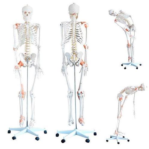 Anatomie model menselijk skelet met ligamenten (180 cm), Sport en Fitness, Overige Sport en Fitness, Verzenden