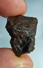 Pallasiet meteoriet, NWA 16774. Geen minimumprijs. - 10.96 g